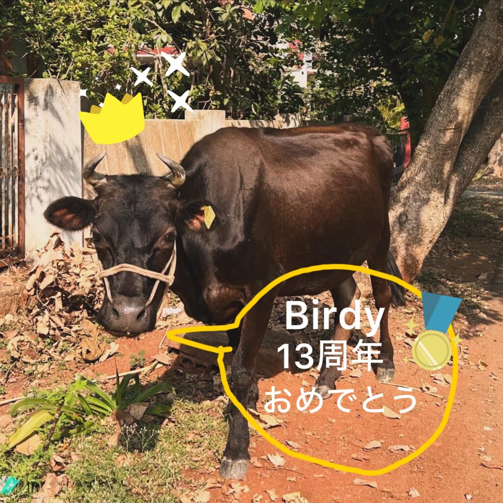 【Birdy 13周年】